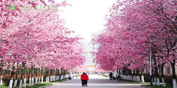 云南医药健康职业学院2026年五年制大专招生简章 云南医药健康职业学院2026年五年制大专招生简章
